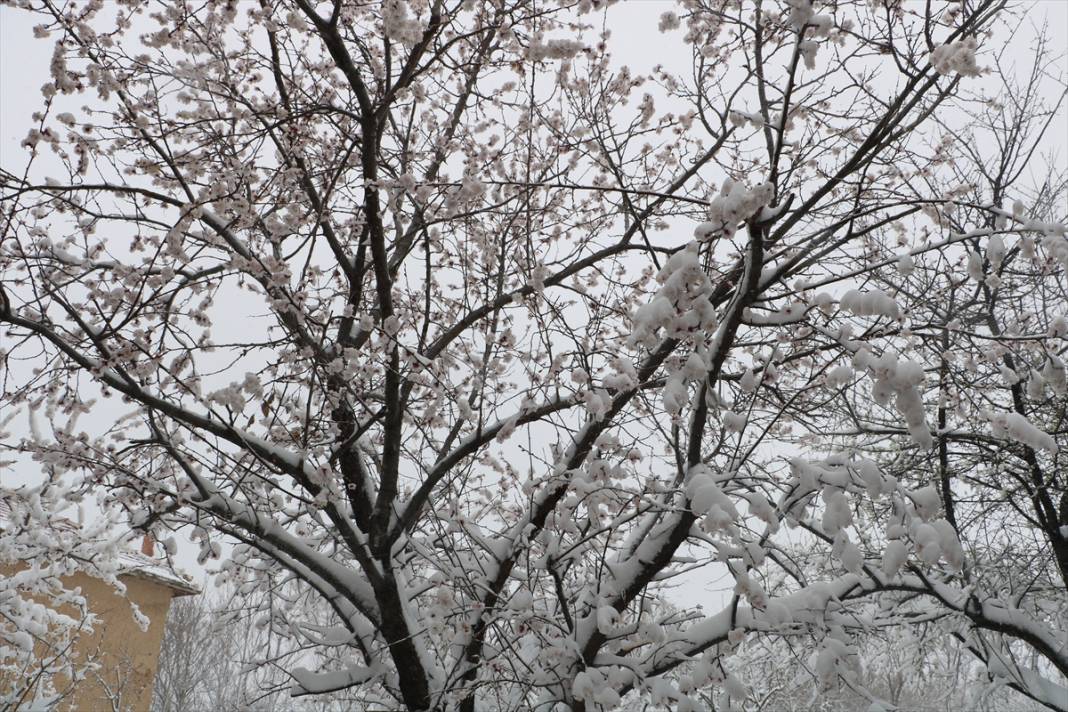 Konya’da çiçek açan ağaçları beyaz örtü kapladı 4